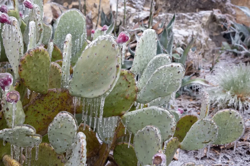 Frozen prickly pear cactus during freeze in Austin, Texas.