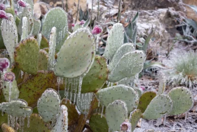 Frozen prickly pear cactus during freeze in Austin, Texas.